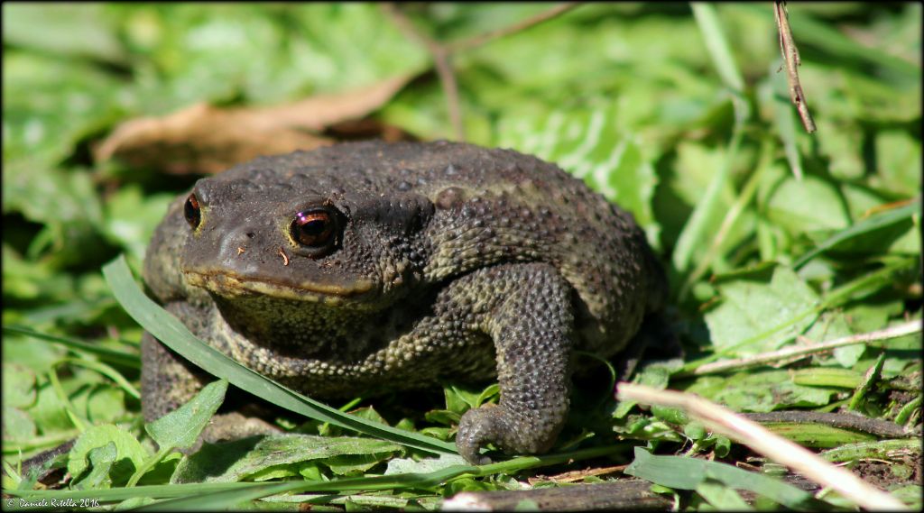 Una femmina di Bufo bufo!!!